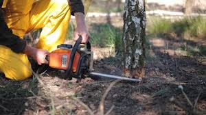 Trusted West Liberty, KY Tree Services Experts