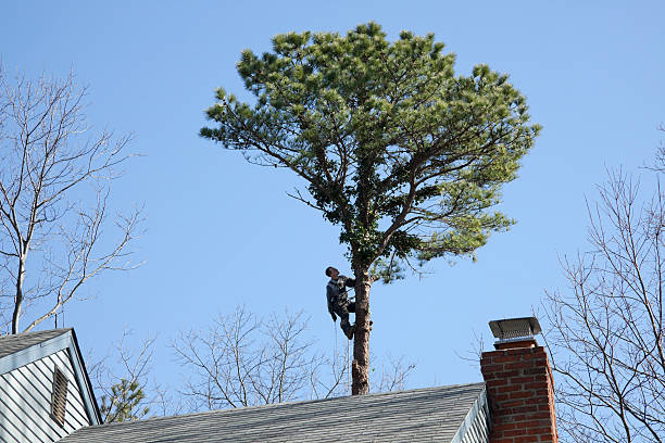 How Our Tree Care Process Works  in  West Liberty, KY